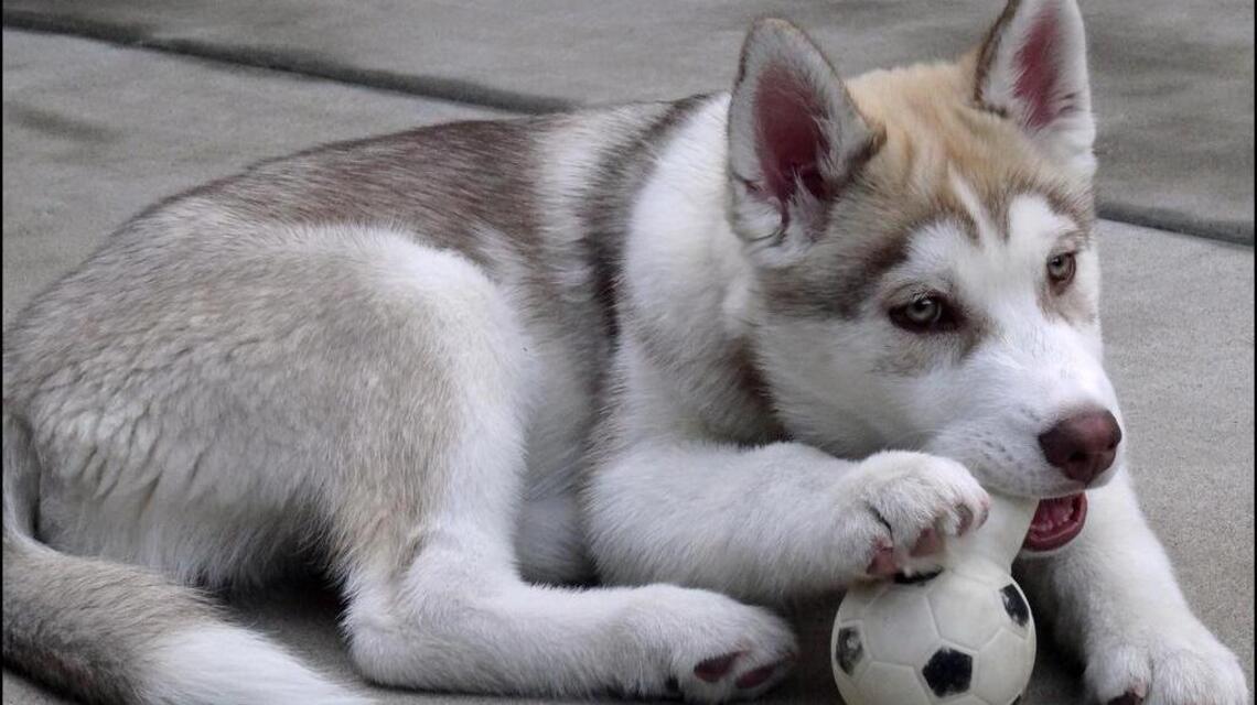 In one city, animal shelters say ‘Game of Thrones’ has led to more unwanted huskies