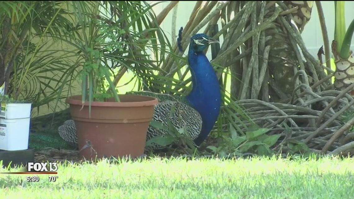 Locals in the Boyette Springs neighborhood of Riverview, Florida, say teens with BB guns are shooting and killing peacocks that roam the Tampa Bay area town. Hillsborough County deputies are investigating it as animal cruelty.