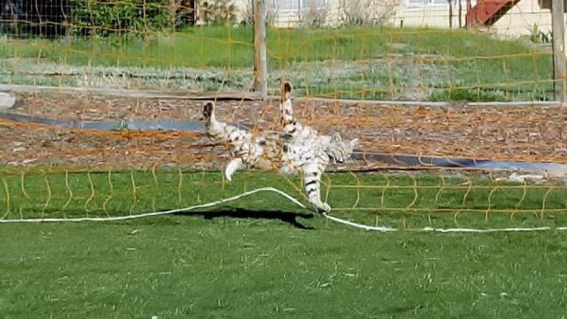 Colorado Parks and Wildlife shared pictures of a bobcat caught in a Colorado Springs soccer net. The animal escaped but could have died trying to free itself, experts said.