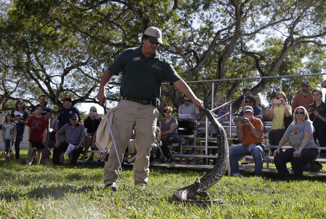 Jeffrey Fobb, of the Florida Fish and Wildlife Conservation Commission, shows how to capture a live Burmese python during the Invasive Species Awareness Festival in 2016 in Miami.