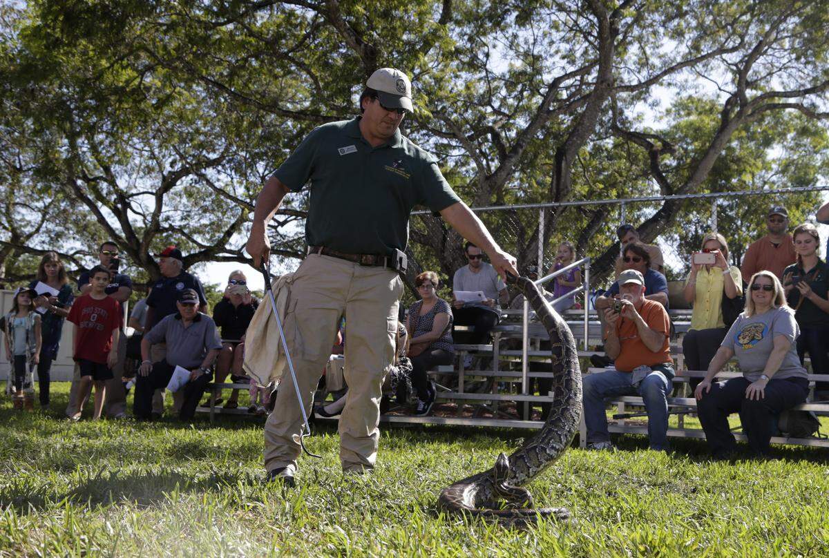 Jeffrey Fobb, of the Florida Fish and Wildlife Conservation Commission, shows how to capture a live Burmese python during the Invasive Species Awareness Festival in 2016 in Miami.