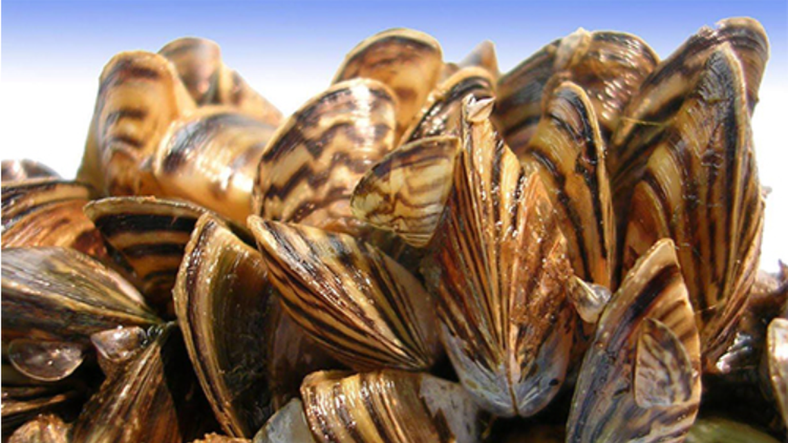 Zebra mussels are considered to be a harmful, invasive species that can spread quickly in waterways. They have now been found in North Carolina, officials say.