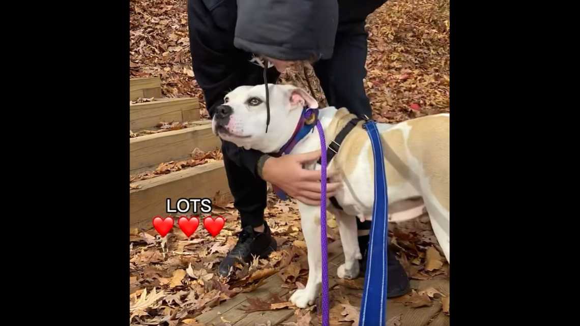 The 6-year-old dog came to the North Carolina animal shelter with a litter of puppies, but has since been left alone at the shelter.