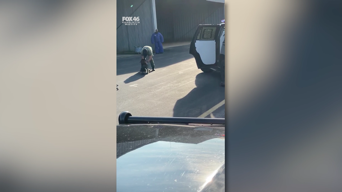 A K-9 handler in North Carolina resigned after a video shared with a TV station showed him lifting his police dog in training by his leash, slamming him into the side of a police car and hitting him.
