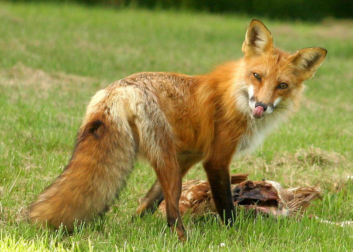 **FILE**A fox, not the one pictured, tested positive for rabies, DHEC officials said.