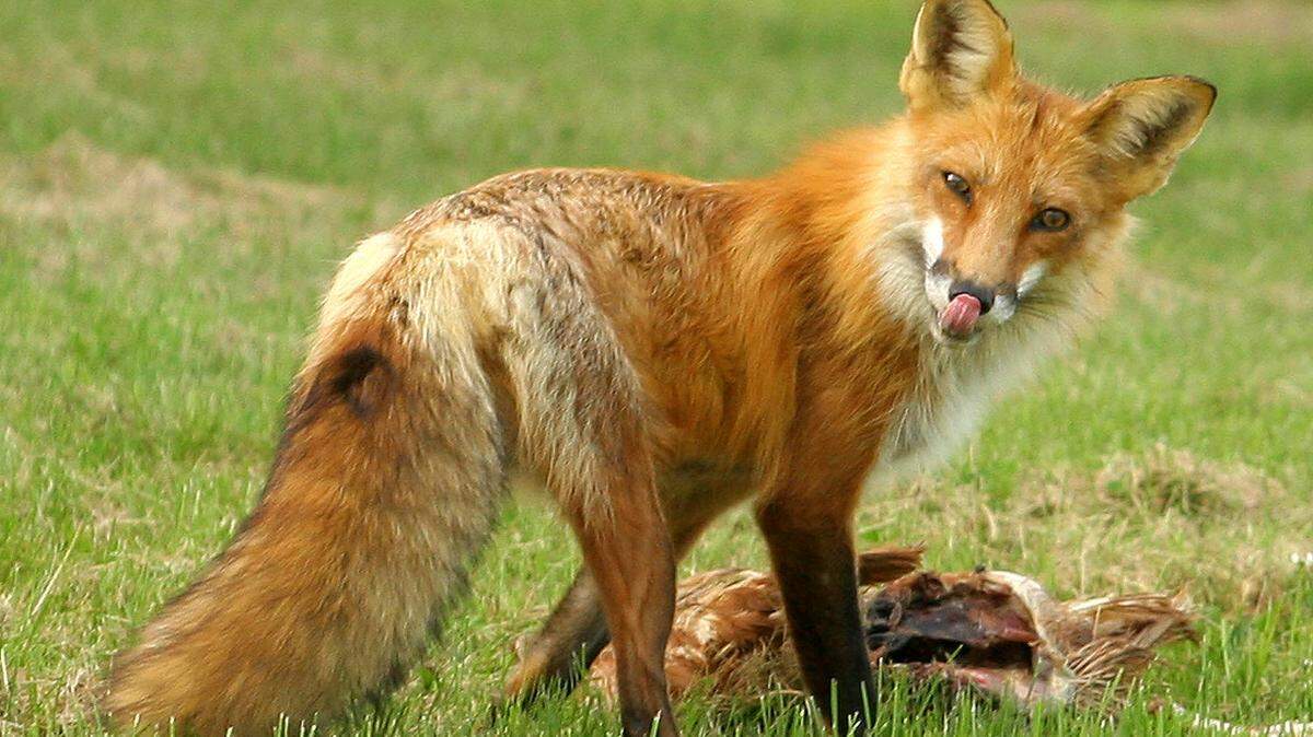 A fox, not the one pictured, bit a man in North Carolina and later tested positive for rabies, officials said.