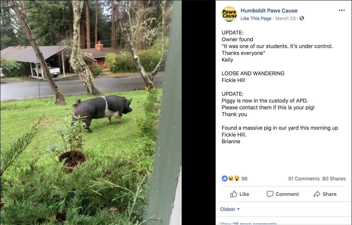 Arcata police said a 400-pound pet Hampshire cross pig named Princess escaped its pen in Northern California, wandered the neighborhood, and got slaughtered by a man who agreed to watch her as police looked for the owner.