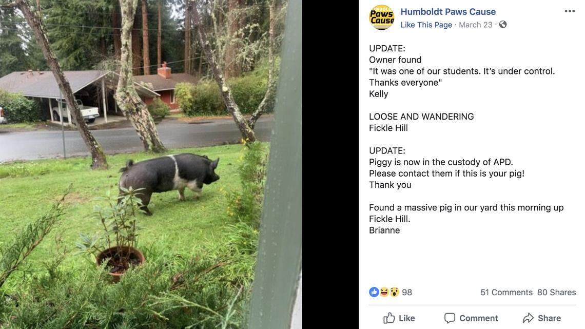 Arcata police said a 400-pound pet Hampshire cross pig named Princess escaped its pen in Northern California, wandered the neighborhood, and got slaughtered by a man who agreed to watch her as police looked for the owner.