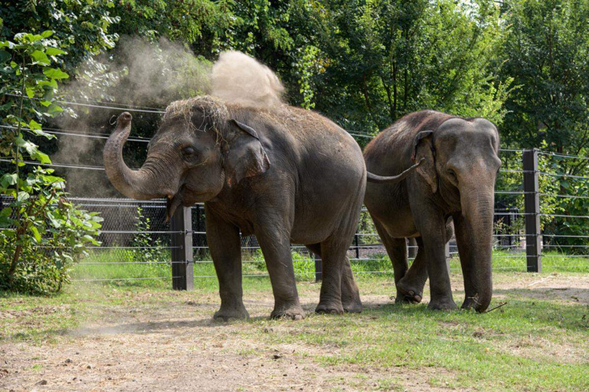 Rani the elephant 2