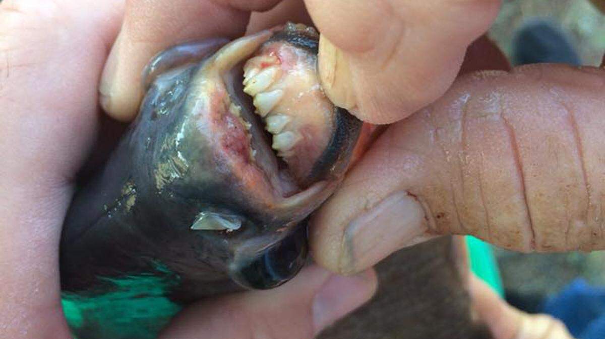 11-year-old Kennedy Smith, of Lindsay, Oklahoma, caught a toothy Pacu fish, a close relative of the piranha, in Fort Cobb Lake over the weekend.