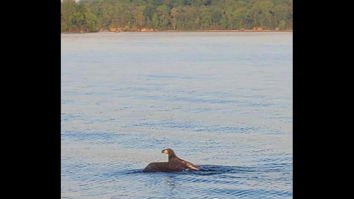 The eagle was spotted in the water and the firefighters helped it to shore.