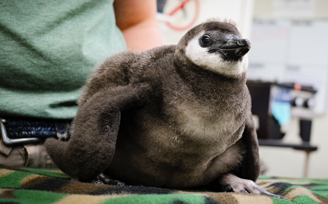 Elrond the baby penguin was born to first-time parents Betty and Pippin, the zoo said.