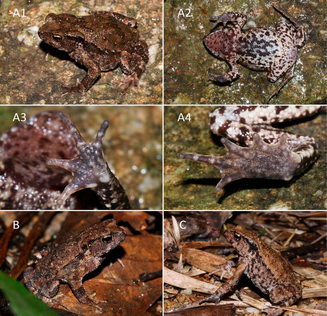 The specimens were euthanized and fixed in an ethanol solution to be further studied.