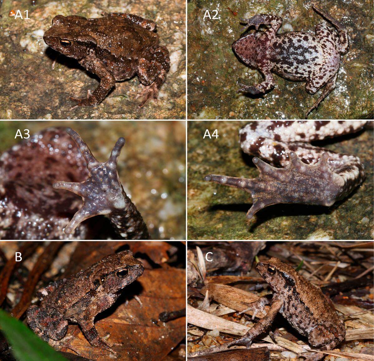 The specimens were euthanized and fixed in an ethanol solution to be further studied.