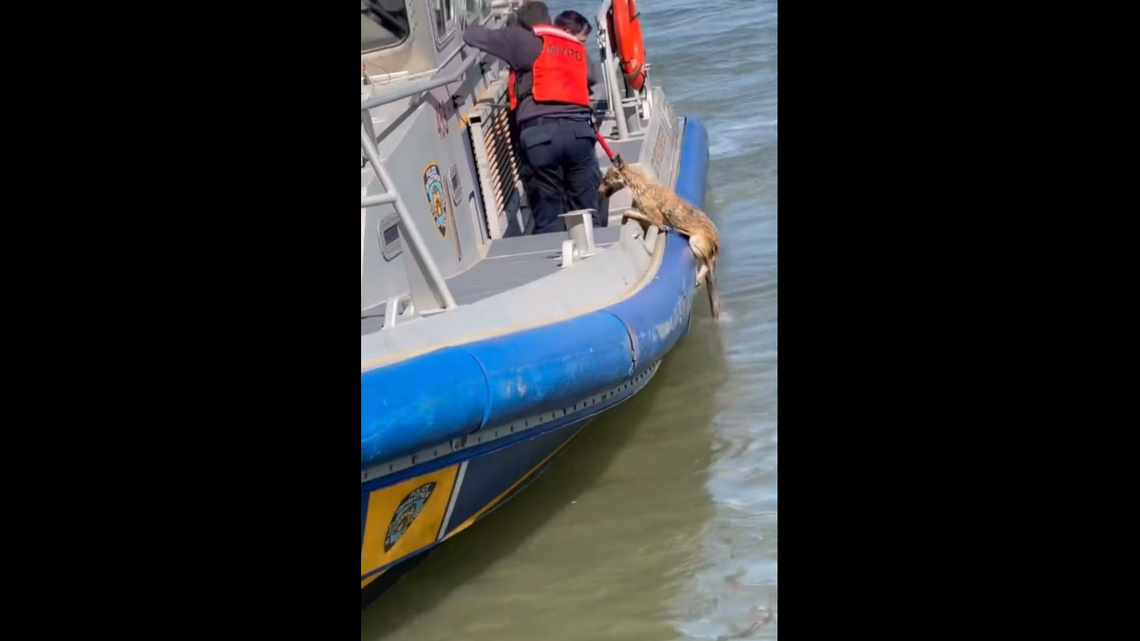 The New York Police Department received a report of a distressed “dog” in the East River. It turned out to be a coyote, police said.