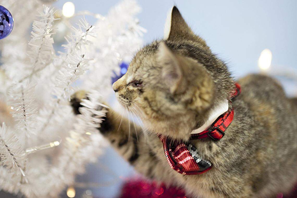 Rescuers are hoping that Ilene, pictured here playing with a decorative Christmas tree, will find a new home for the holidays.