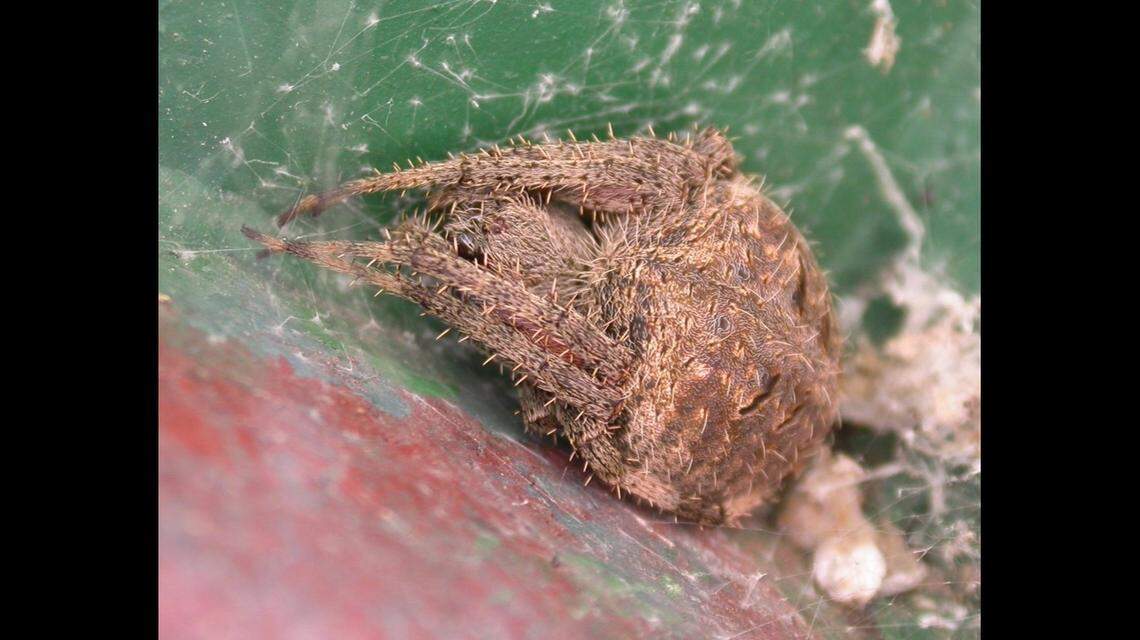 A spotted orbweaver, or barn spider, spins its web at dusk to catch insects at night and dismantles it each morning, officials say. Photo from Missouri Department of Conservation.