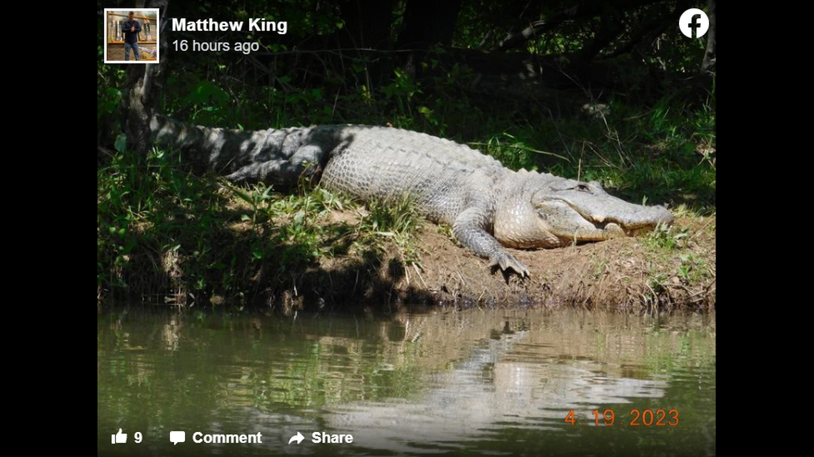 Matthew King spotted the big gators on Limestone Creek in northern Alabama.