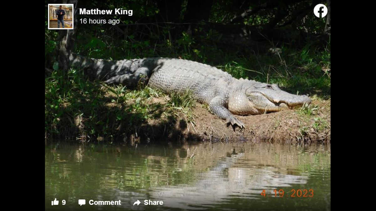 Matthew King spotted the big gators on Limestone Creek in northern Alabama.
