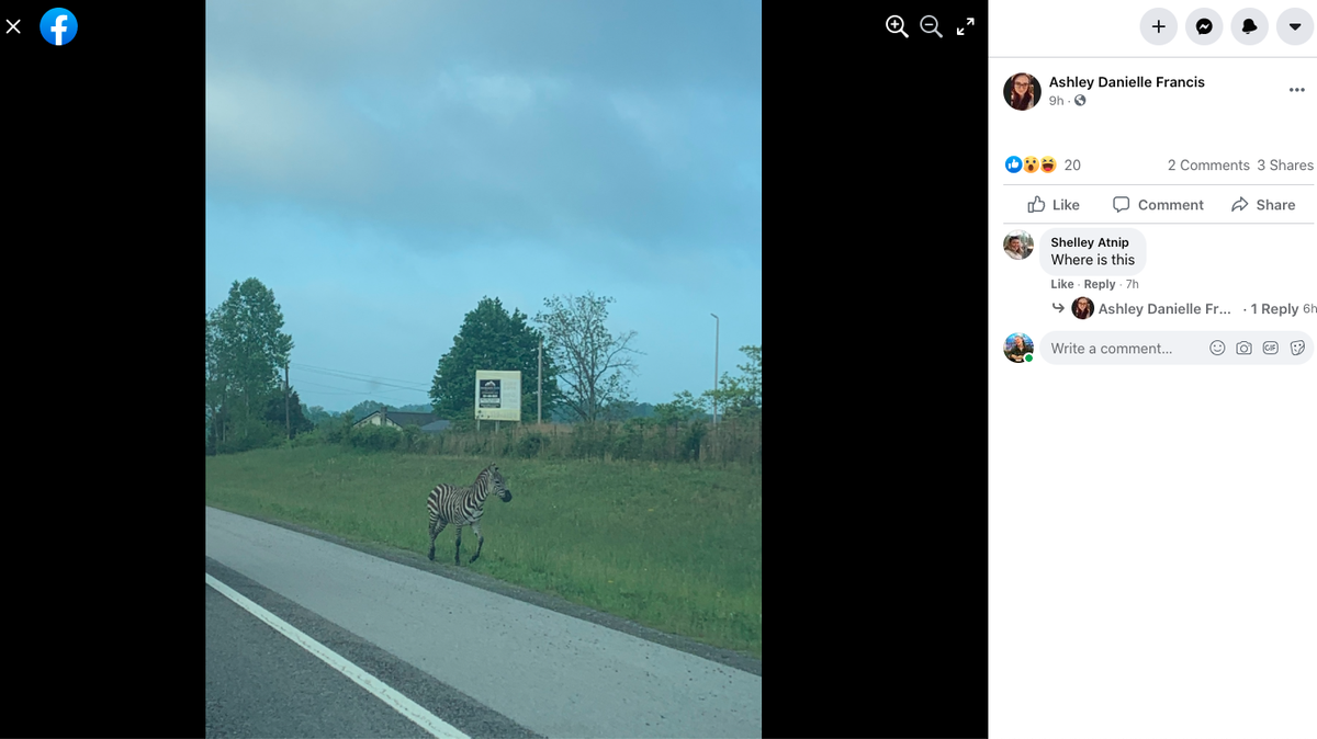 Police in Tennessee recaptured a zebra on the loose after it escaped from auction. A nearby school warned parents Friday morning that the animal had “escaped a truck, was tased, and is mad.”