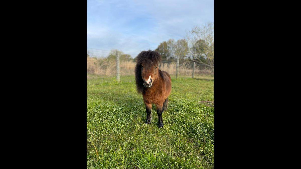 Knight is too small to be ridden but he’ll help young and beginner riders gain confidence around horses, the center’s volunteer coordinator said.
