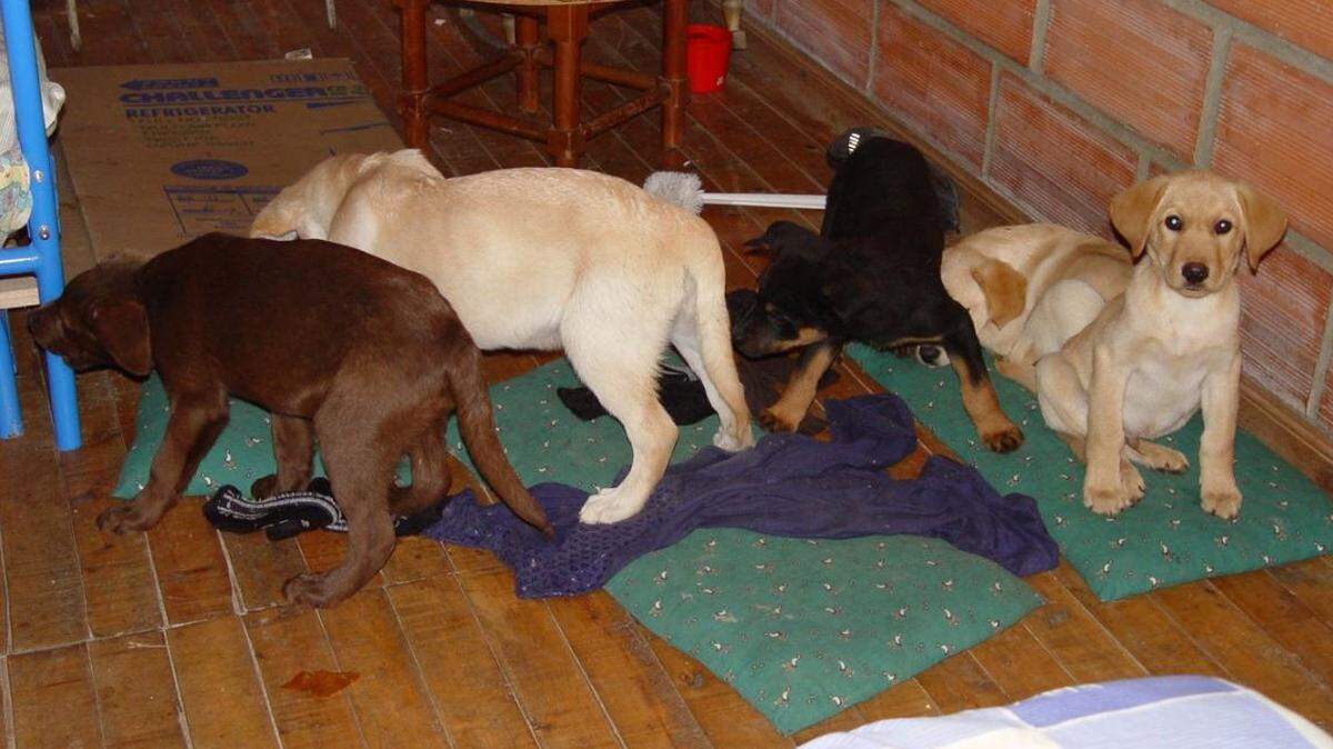Some of the puppies saved from the land rented by Andres Lopez Elorez, 39, who pleaded guilty Friday to conspiring to import heroin into the U.S. inside puppies’ bellies.