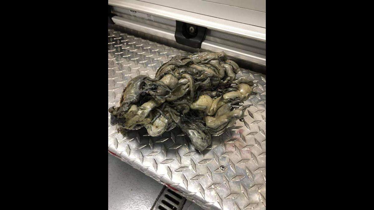 Downed power lines turned sand into glass, Illinois officials say. Photo from Fairview-Caseyville Township Fire Protection District on Facebook.