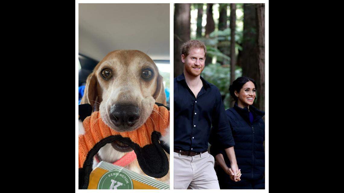 Prince Harry and Meghan Markle adopted a beagle rescued from an Envigo breeding facility that was closed due to inhumane conditions.