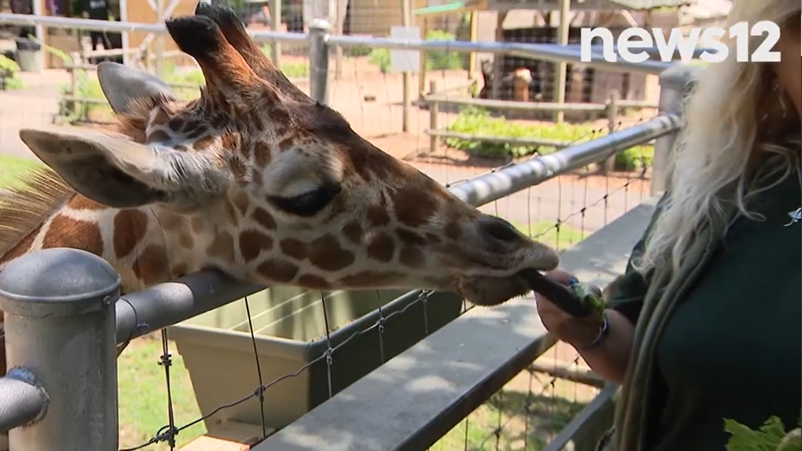 Bobo the young giraffe died unexpectedly of heart failure at the Long Island Game Farm, the zoo said on Facebook.