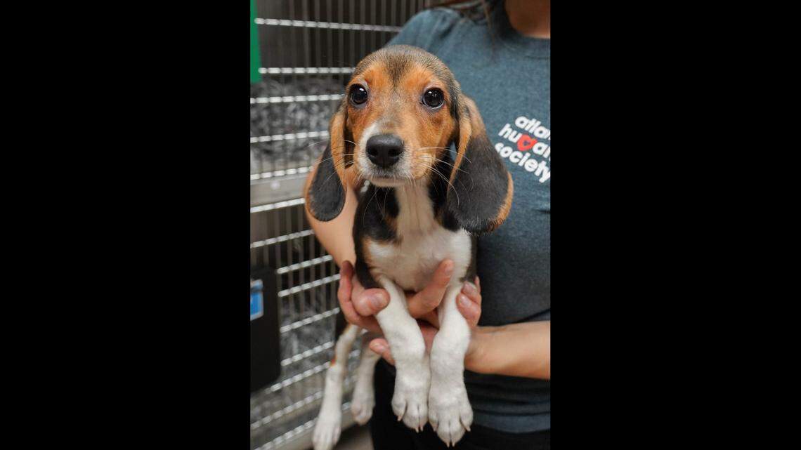 “They’re so very cute,” Christina Hill, spokeswoman for the Atlanta Humane Society, said of the 27 beagles that just arrived at her organization’s shelter.
