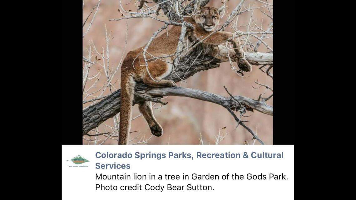 A usually elusive predator took to people-watching from its perch at Garden of the Gods in Colorado during a Motorless Morning event at the park on Saturday, April 29.