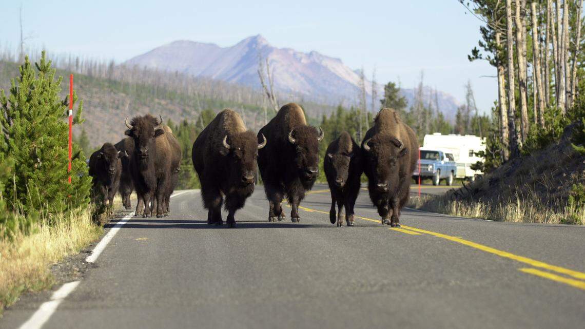 A 30-year-old hiker was injured by a bison in Yellowstone National Park.