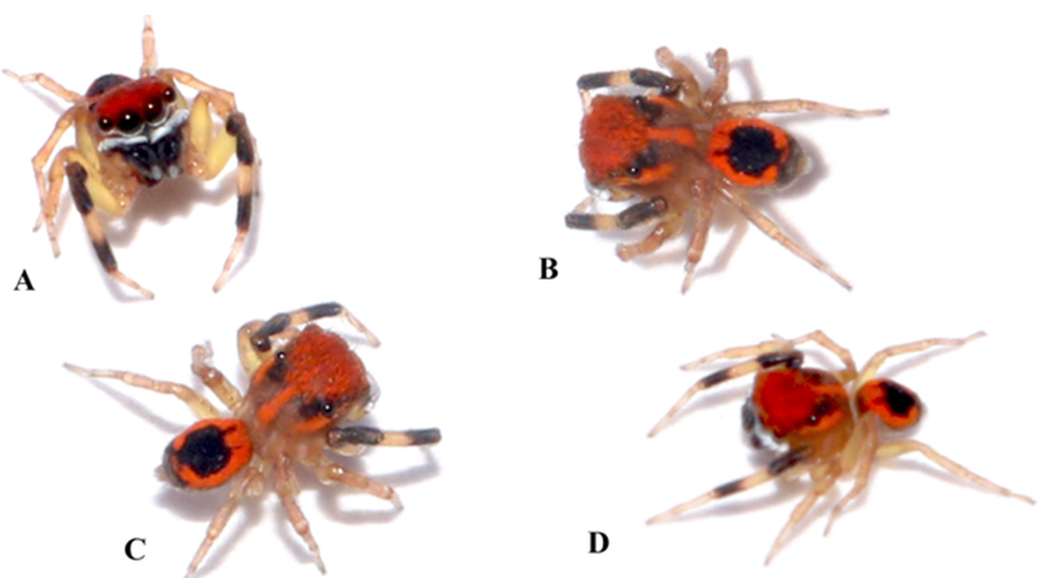 The red spider honored Pa Togan Nengminja Sangma, an Indian freedom fighter from the same region of India.