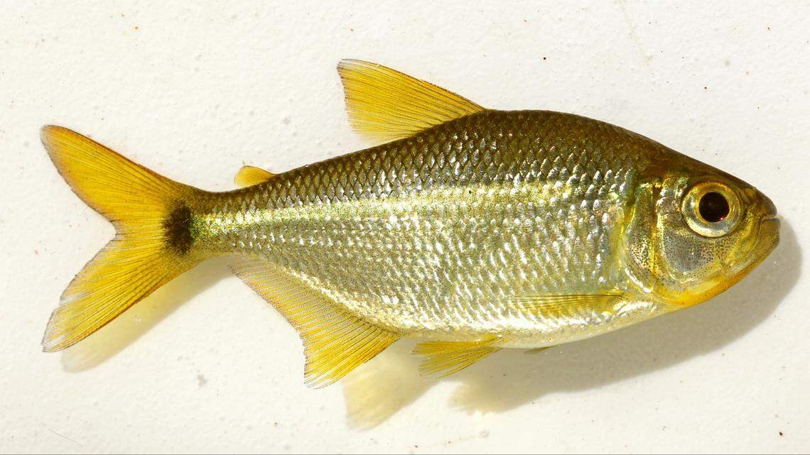 Moenkhausia guaruba was named after the Golden Parakeet for its yellow fins, scientists said.