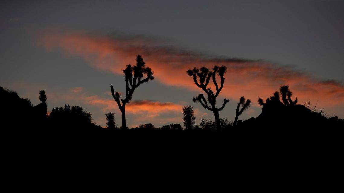 Joshua trees are silhouetted at Joshua Tree National Park in Southern California’s Mojave Desert.