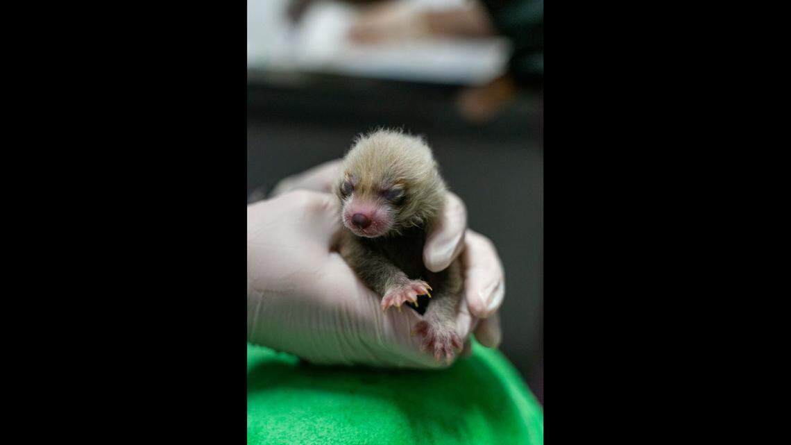 A newborn red panda is receiving drawings from fans for his room at a North Carolina Science Center.