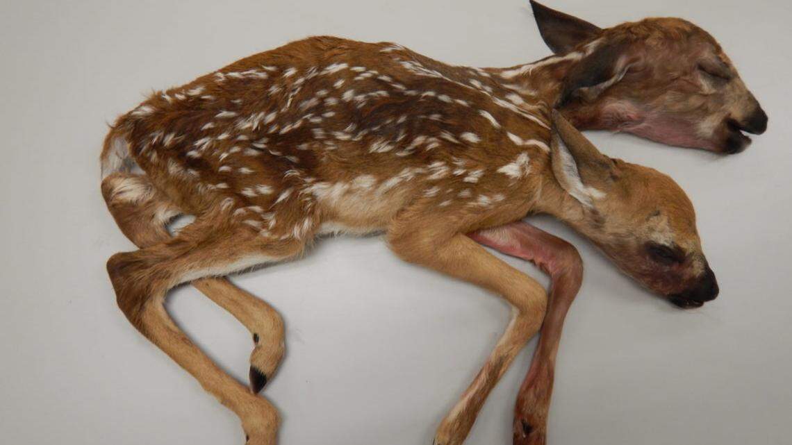 University of Georgia researchers have published a new study about a rare, never before seen set of stillborn conjoined whitetail deer twins, pictured here.