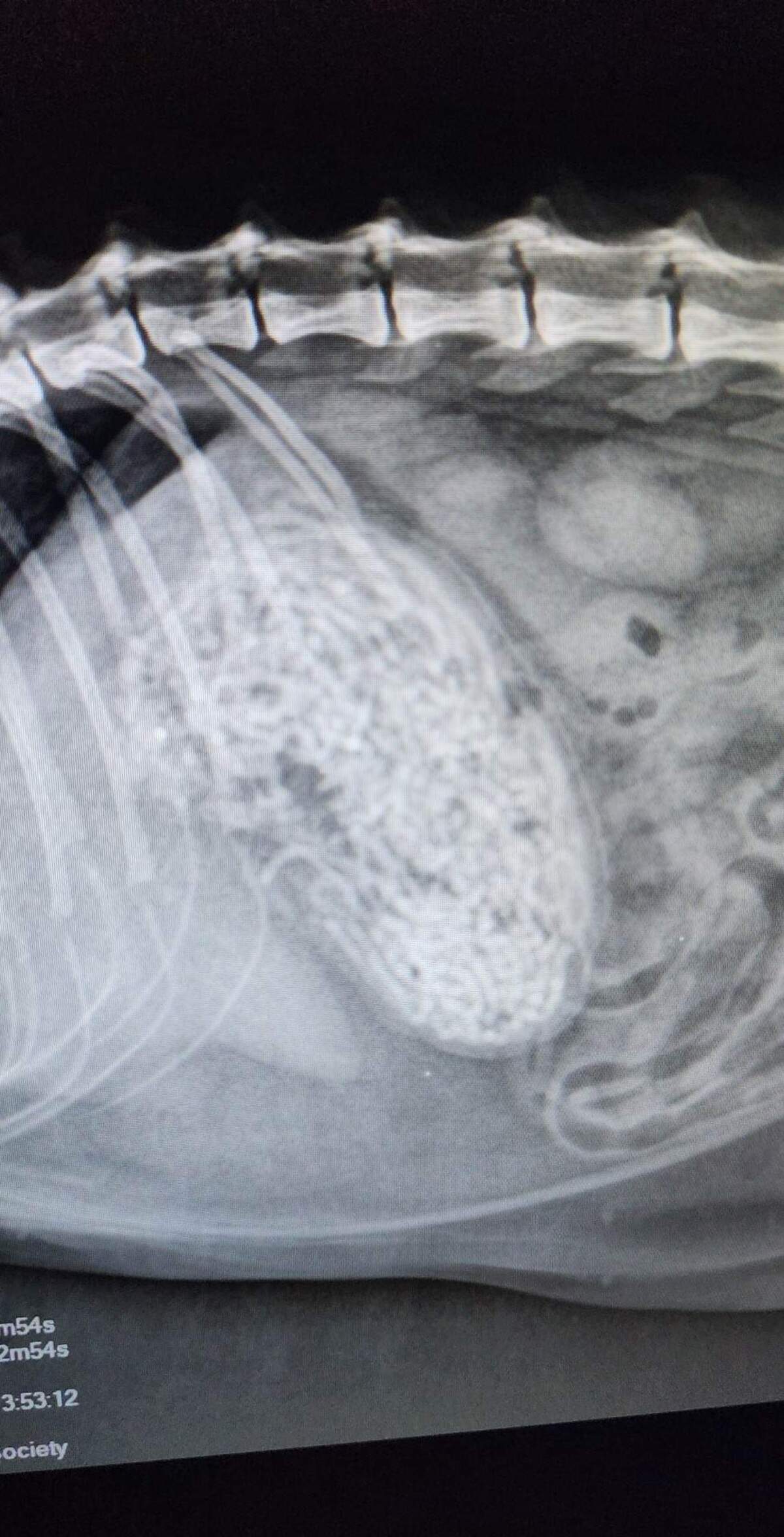 A radiograph showed that Juliet had a blockage in her stomach that was preventing her from eating and processing food, according to the Charleston Animal Society.