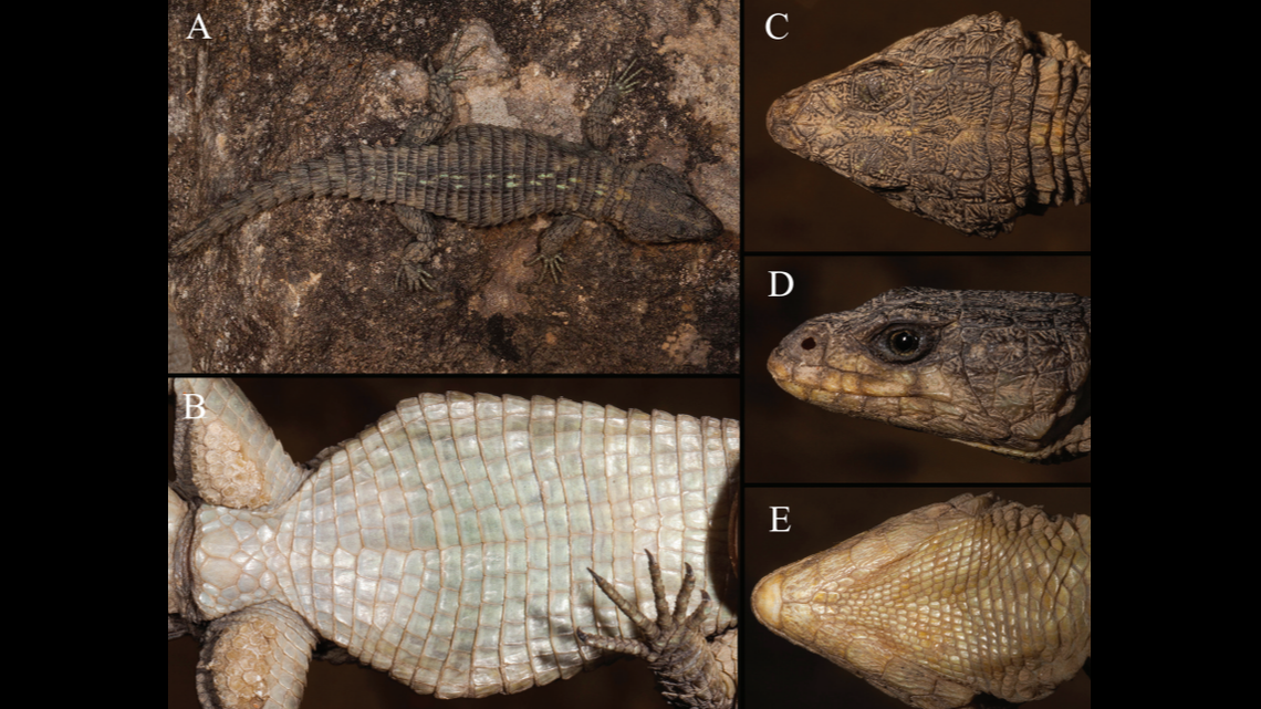 The Angolan girdled lizard has eluded scientists’ efforts at collecting specimens for decades.