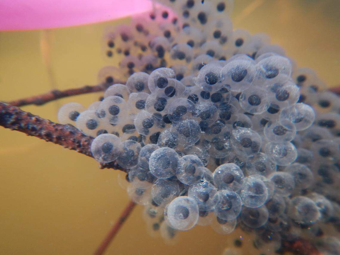 Ecologists said they took the eggs from the wild to hatch at the Santa Barbara Zoo this year because “there were many more storms still left in the forecast and egg masses typically don’t do well in severe weather conditions where they could be easily washed away.”