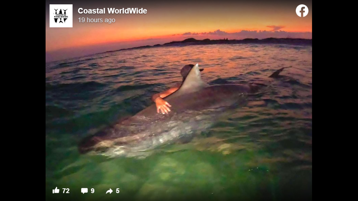 The 12-foot tiger shark is estimated to be 800 pounds by the shark fishing guides.