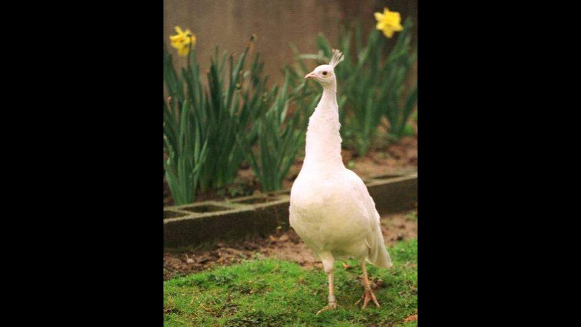 A pure white peafowl surveys its surroundings at the Philadelphia Zoo. The white coloration is rather uncommon.
