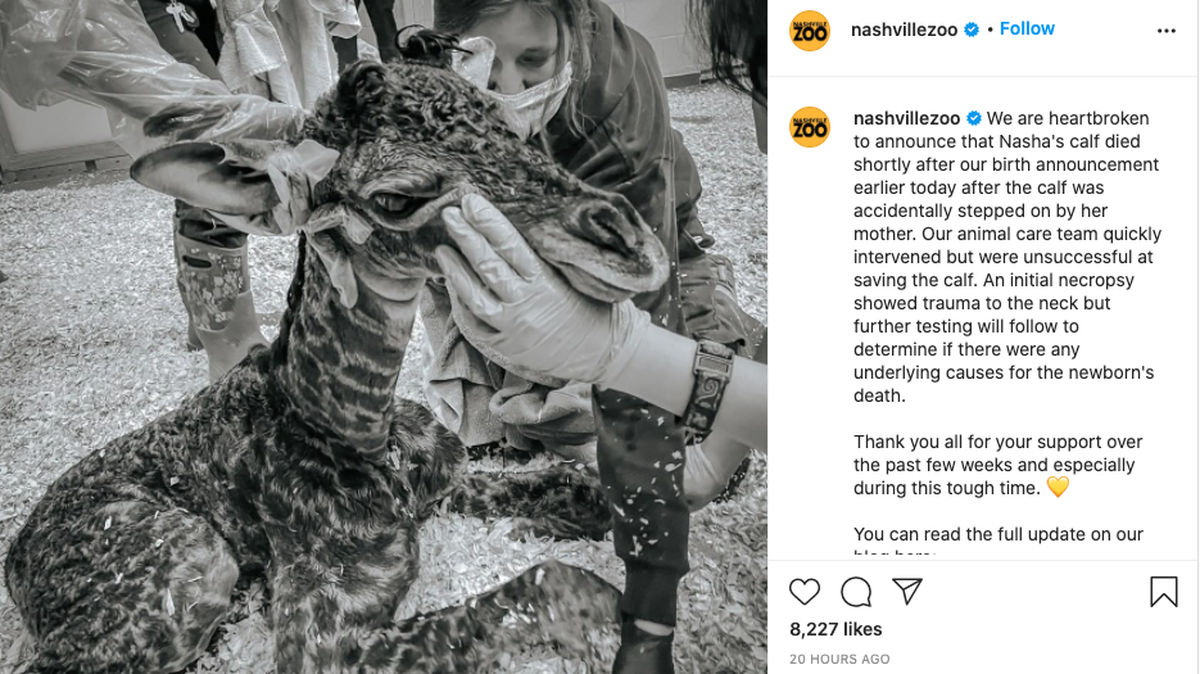 A baby giraffe whose birth was live streamed to the public died shortly it was born when the mother accidentally stepped on the calf, the Nashville Zoo said.