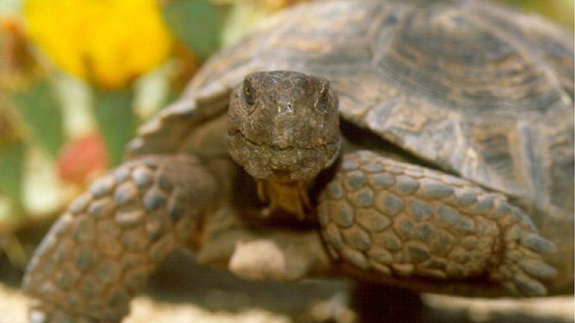 The Arizona Game and Fish Department has 200 desert tortoises up for adoption.