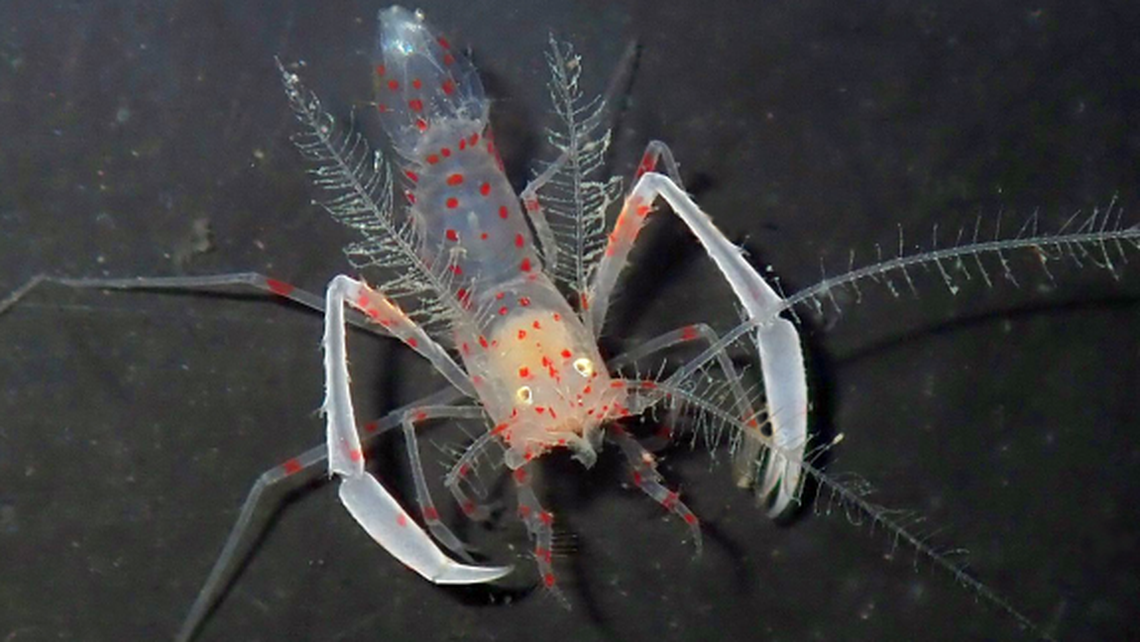 The shrimp has an almost invisible body, except for bright red dots, the researchers said.