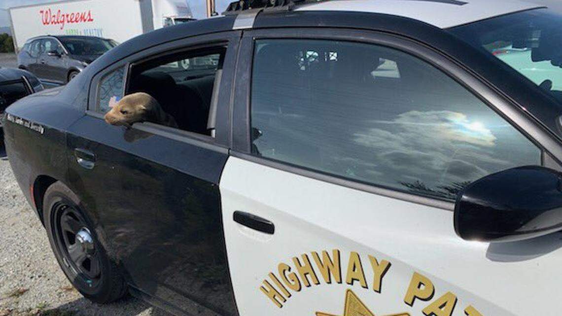 California Highway Patrol officers said a sea lion stranded on Highway 101 in South San Francisco near SFO airport near the bay was rescued Tuesday and taken the SPCA and Marine Mammal Center to be treated.