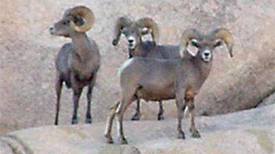 The 49 Palms Trail closed until monsoons begin at Joshua Tree National Park in California to give bighorn sheep full access to nearby water during extreme drought conditions.