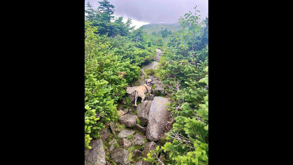 Woof has a short face and short legs, so he needs some extra time when ascending the mountains.