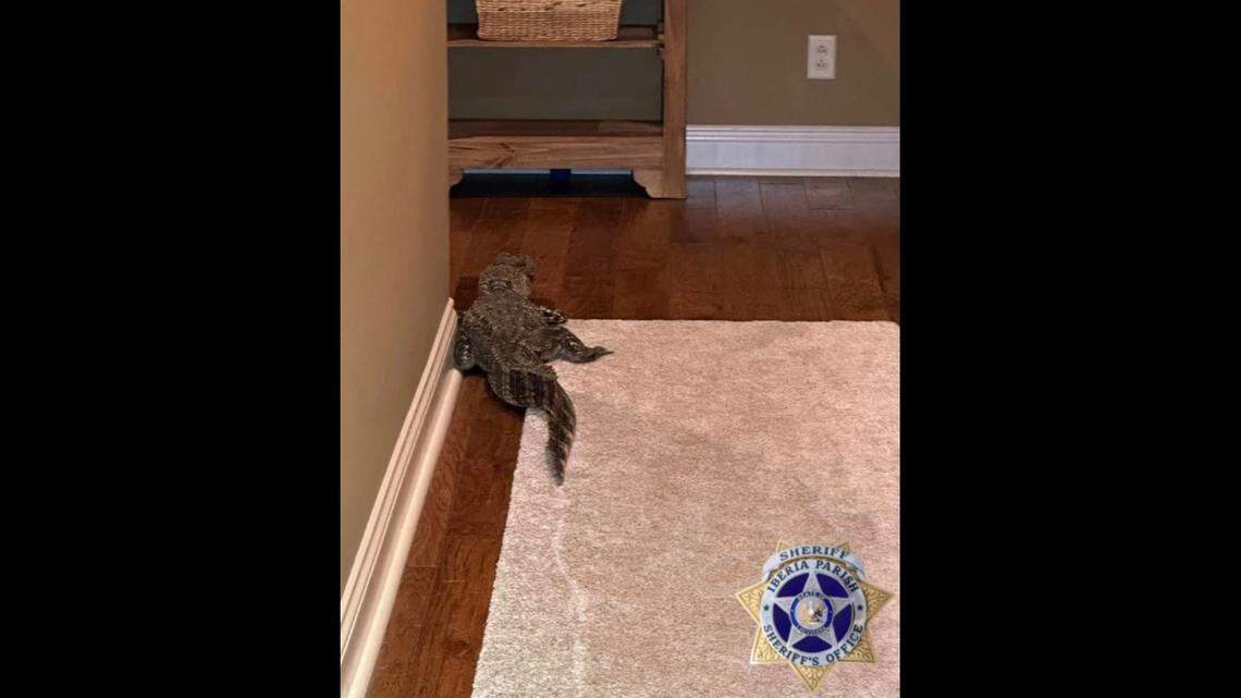 A resident dog alerted homeowners to the alligator’s presence, according to the Iberia Parish Sheriff’s Office.