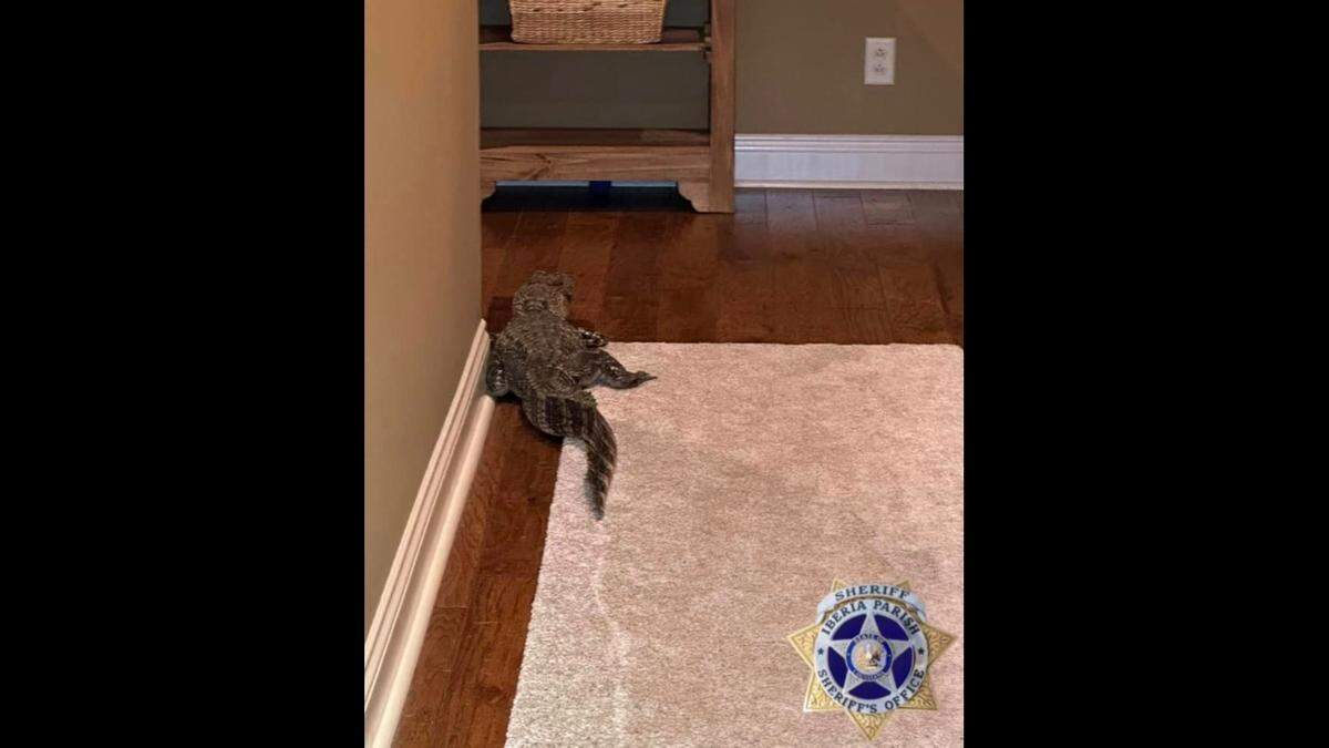 A resident dog alerted homeowners to the alligator’s presence, according to the Iberia Parish Sheriff’s Office.